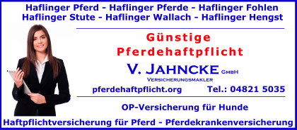 Haflinger